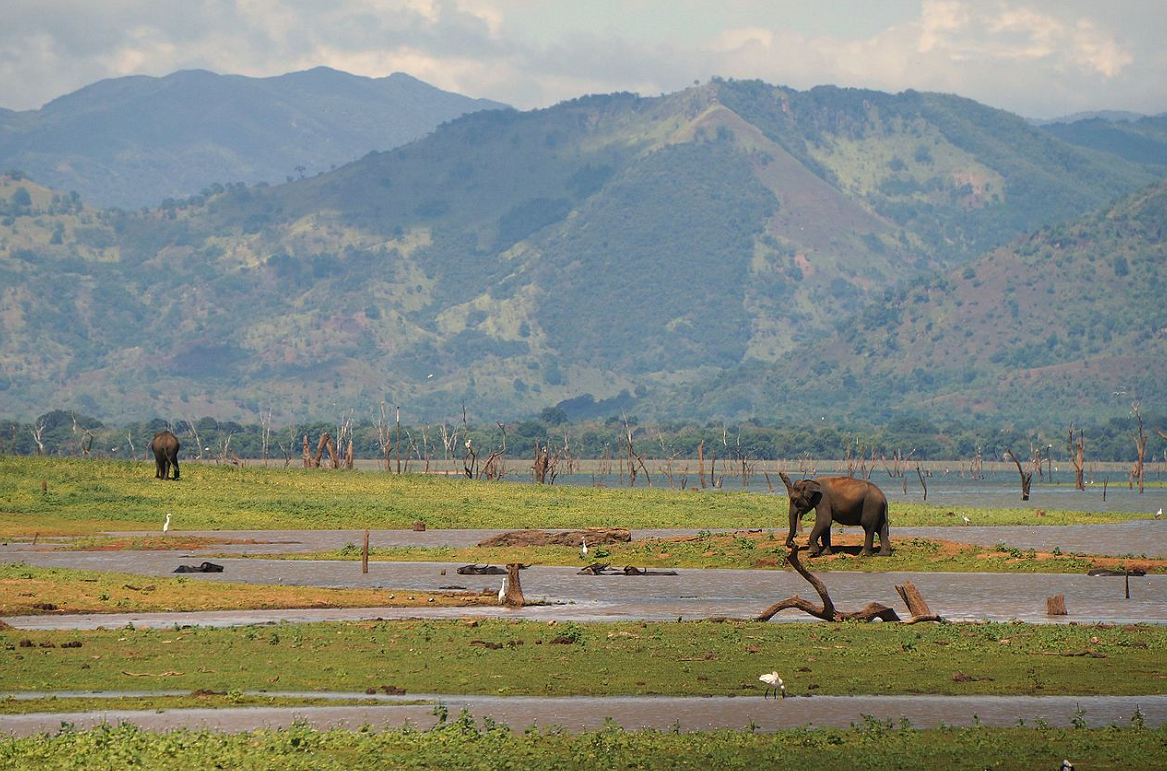 Wildlife Safari Adventure