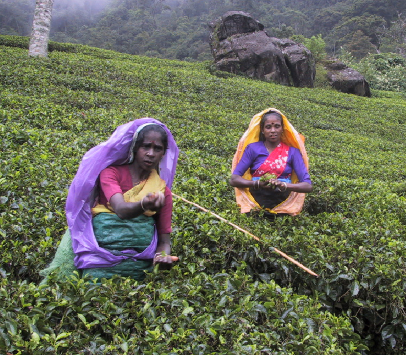 Nuwara Eliya